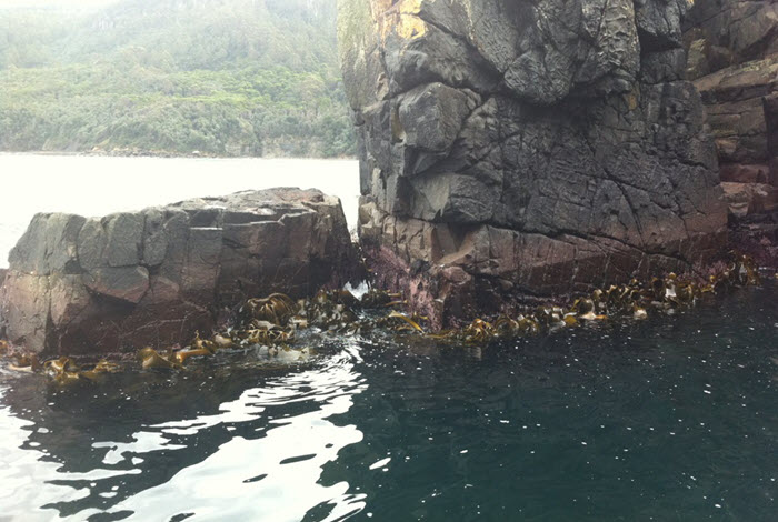 Naturally growing kelp